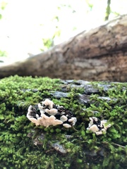Thelephora terrestris