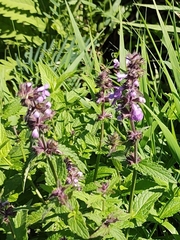 Stachys palustris