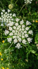 Daucus carota