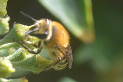 Colletes