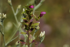 Diplacus torreyi