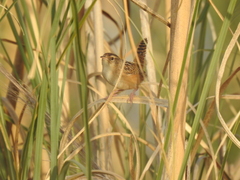 Cistothorus platensis