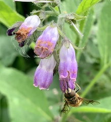 Eristalis pertinax