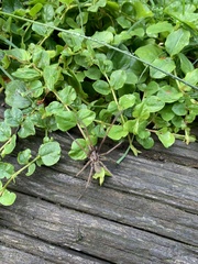 Eratigena atrica