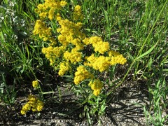 Solidago multiradiata