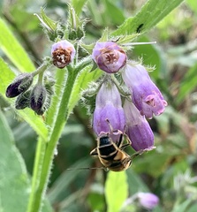 Eristalis pertinax