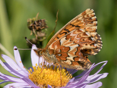 Boloria chariclea