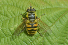 Myathropa florea