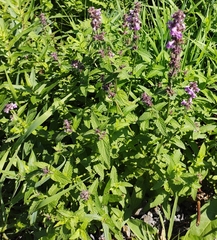 Stachys palustris