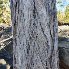 Eucalyptus umbra