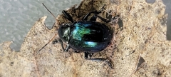 Typophorus nigritus