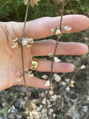 Salvia lyrata