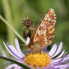 Boloria chariclea