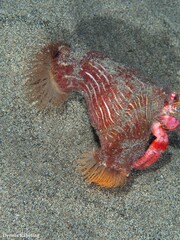 Calliactis parasitica