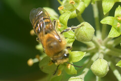 Colletes hederae