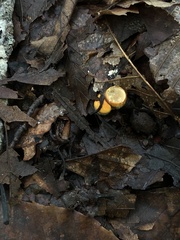 Nidulariaceae