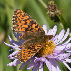 Boloria chariclea