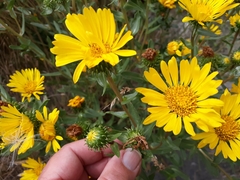 Grindelia stricta