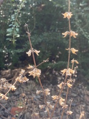 Salvia lyrata