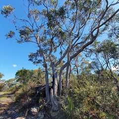 Eucalyptus umbra