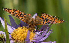 Boloria chariclea