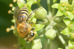 Colletes hederae