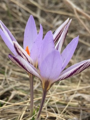 Crocus reticulatus