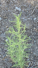Dittrichia graveolens