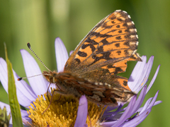Boloria chariclea