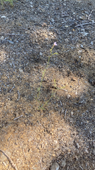 Epilobium brachycarpum