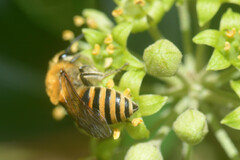 Colletes hederae