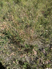 Festuca altaica