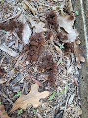 Stemonitis splendens
