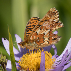 Boloria chariclea