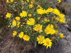 Grindelia stricta