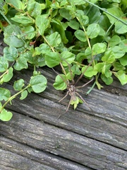 Eratigena atrica