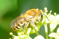 Colletes hederae