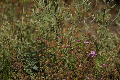 Diplacus torreyi