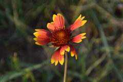 Gaillardia