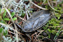 Lethocerus americanus