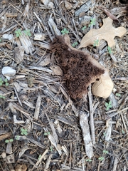 Stemonitis splendens