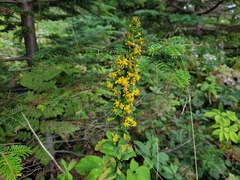 Solidago macrophylla
