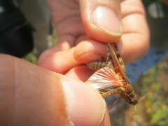 Calliptamus italicus