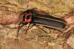 Podabrus brevicollis