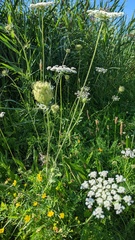 Daucus carota