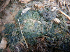 Cyanobacteria