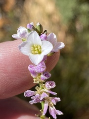 Heliophila glauca