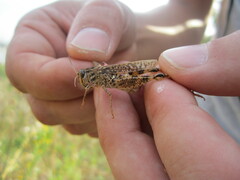 Calliptamus italicus