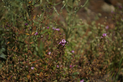 Diplacus torreyi