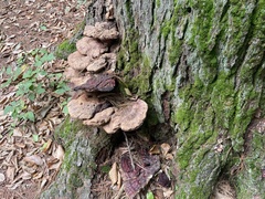 Ganoderma tsugae